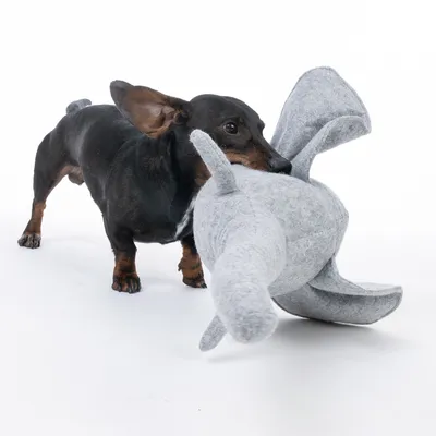 Petit chien noir et marron tenant un grand jouet en tissu gris en forme d’animal dans sa gueule, sur fond blanc.