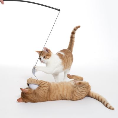 Dos gatos juegan con una caña de juguete a la que está sujeto un peluche.