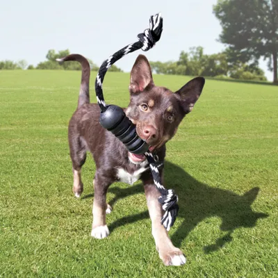 Hund spielt mit einem schwarz-weissen Seilspielzeug, das einen schwarzen Gummiknoten enthält.