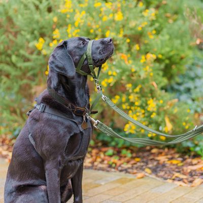 Zwarte hond met groen Halti-harnas en lijn, geschikt voor gecontroleerd uitlaten. Harnas met verstelbare banden en stevige metalen clips.