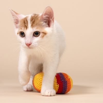 TIAKI Hacky Sacks til katte