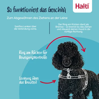 Halti Geschirr erklärt: Ring am Rücken für Bewegungskontrolle, sanftes Lenken über das Brustteil. Zum Abgewöhnen des Ziehens an der Leine.