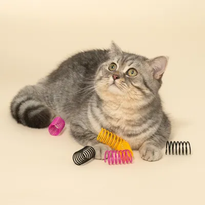 Grå kat med farverige spiralformede legetøj i gul, pink og sort på lys baggrund.
