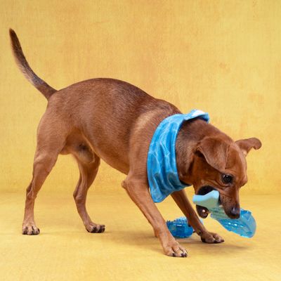 Cane con bandana blu gioca con un gioco da masticare blu. Mostra l'uso del prodotto per articoli per pet.