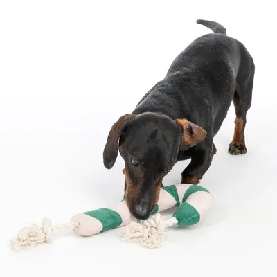 Hund spielt mit grün-weißem Kauspielzeug aus Stoff und Seil.