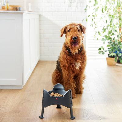 Cane seduto davanti a una ciotola rialzata con cibo secco in una cucina moderna. Il prodotto mostra un design ergonomico per un'alimentazione confortevole.