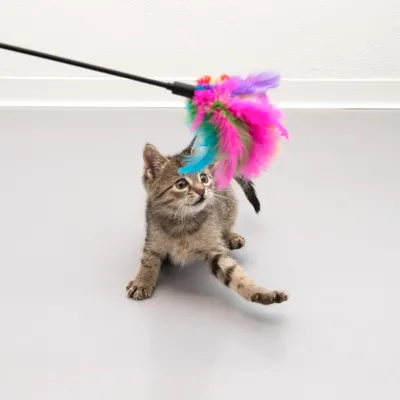 Kitten playing with a teaser wand with colourful feathers.