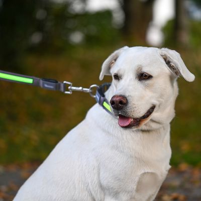 Kerbl Pet Light & Reflex lysende bånd