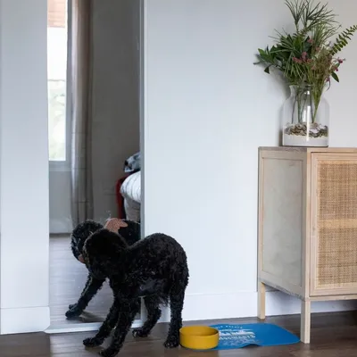 Black dog in front of a mirror with a yellow food bowl and blue mat on the floor. Decorative vase with plants on wooden cabinet next to it.