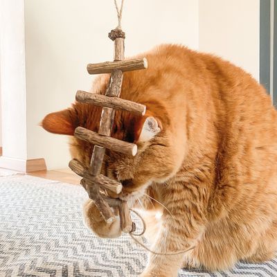 Drewniana zabawka dla kota z kilkoma prętami, zawieszona na sznurku. Czerwony kot bawi się i łapie zabawkę łapą.