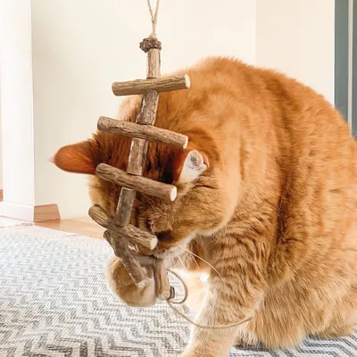 Wooden cat toy with multiple rods, hanging from a string. Red cat plays with it and grabs the toy with its paw.