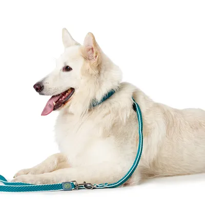 Chien blanc couché portant un collier et une laisse turquoise en tissu, mousqueton métallique visible. Aucun texte ou marque apparente sur le collier ou la laisse.
