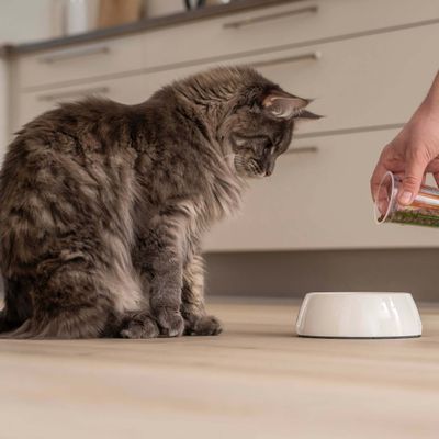 Un gato está sentado frente a un comedero vacío, una mano sostiene un vaso medidor con pienso sobre el comedero.