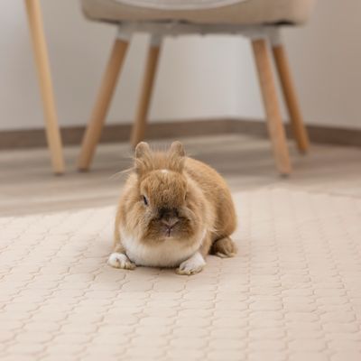 Kerbl Pet Wasbaar plasmatje, bruin