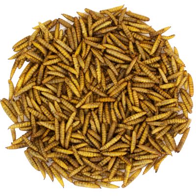 JR Farm Larve di Hermetia/Mosca soldato nera - 400 g