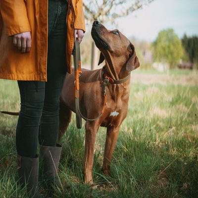 HUNTER halsbånd Wolmar BioThane® x lær, khaki/oransje