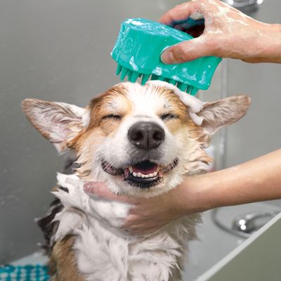 KONG Massagebürste Zoom Groom Bubbles, befüllbar