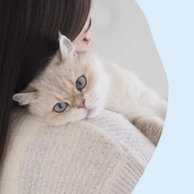 GimCat Nutri Kitten Bites with Milk + Taurine - Saver Pack: 3 x 40g
