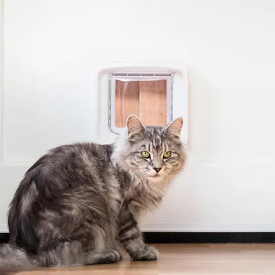 SureFlap DualScan Mikrochip katteluke