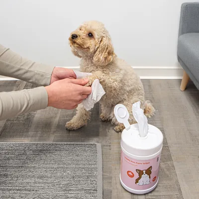Person reinigt die Pfote eines Hundes mit TIKI Pet Care Wipes aus einer weissen Dose mit rosa Etikett und Hundemotiv.