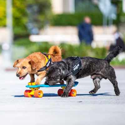 Doi câini poartă hamuri Julius-K9, unul maro și unul negru, pe o placă de skateboard colorată în aer liber. Numele brandului este vizibil pe hamuri.
