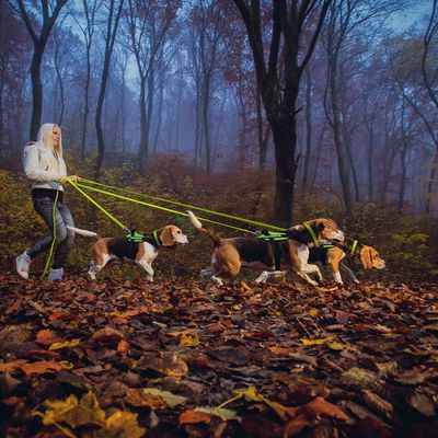 Tři psi na postrojích s reflexními vodítky v lese, vedení osobou. Postroje a vodítka jsou neonově žluté, vhodné pro venčení více psů najednou.