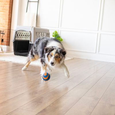 Pes sa hrá s oranžovo-modrou loptou na drevenej podlahe. V pozadí je viditeľná prepravka pre psa a dekorácia.