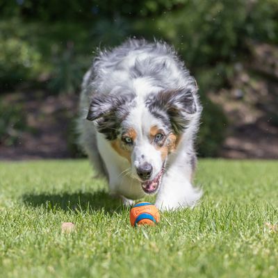 Chuckit! pelota en naranja y azul sobre césped verde.