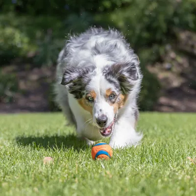 Chuckit! pelota en naranja y azul sobre césped verde.