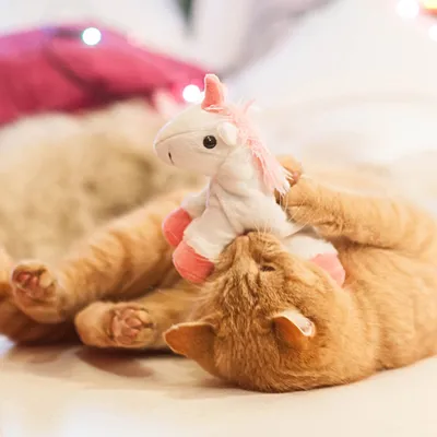 Gatto rosso gioca con un unicorno di peluche bianco con criniera e zoccoli rosa.