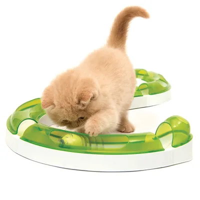 Kleine lichtbruine kitten speelt met een groen-witte kunststof kattenspeelbaan met bal zichtbaar in de baan.