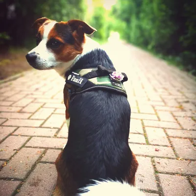 Perro con arnés negro y verde, texto visible 'Pauli' en el lateral. Arnés de tela con adorno floral pequeño. El perro está sentado en un camino pavimentado al aire libre.