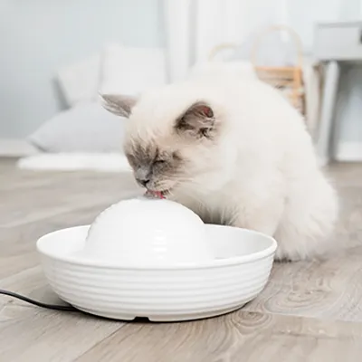 Weisse Trinkbrunnen-Schale mit fliessendem Wasser, Katze trinkt daraus. Produkt zeigt Nutzung des Brunnens für Haustiere.