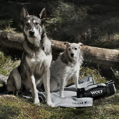 Wolf Wilderness koc outdoorowy i torba transportowa, odpowiednie do użytku na zewnątrz.