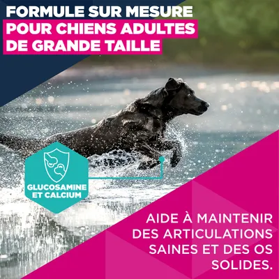 Eukanuba Premium Nutrition Adult Large et Giant Breed au poulet - 15 kg