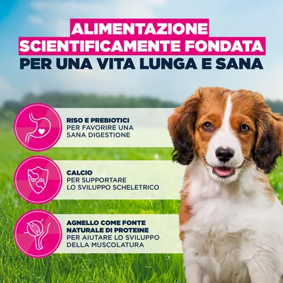 Eukanuba Premium Nutrition Puppy Small & Medium Breed Agnello & Riso - 2 x 12 kg