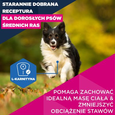 Eukanuba Premium Nutrition Mature Medium Breed, kurczak - 15 kg