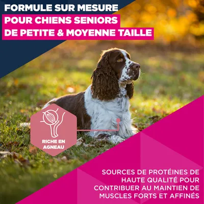 Eukanuba Premium Nutrition Senior Small et Medium Breed Agneau et Riz – 12 kg