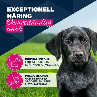 Eukanuba Puppy Rich in nötkött med pumpa