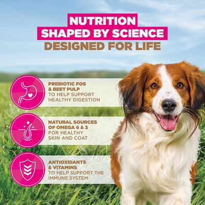Eukanuba Grain Free Adult Small & Medium med lam