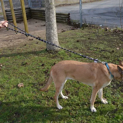 Hond aan een zwart-wit gemarmerde lijn, vastgehouden door een persoon. De lijn is strak gespannen en toont lengte en stabiliteit.