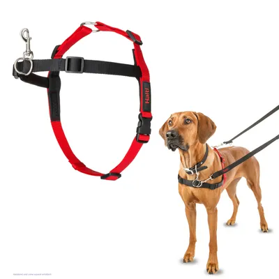 Rødt og sort hundesele med justerbare stropper, metalring og kliklås. Hund bærer selen, line sælges separat.