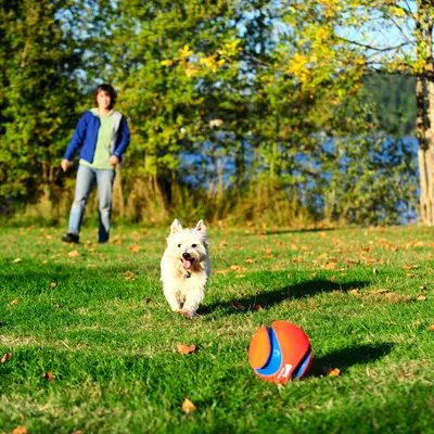 Kleine witte hond rent op grasveld naar een rood-blauwe bal, persoon op de achtergrond. Speelsituatie buiten in park of tuin.