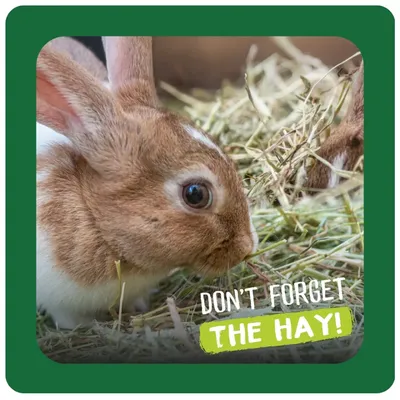 Rabbit eating hay. Text in image: Don't forget the hay! Rabbit eating hay. Text in image: Don't forget the hay!
