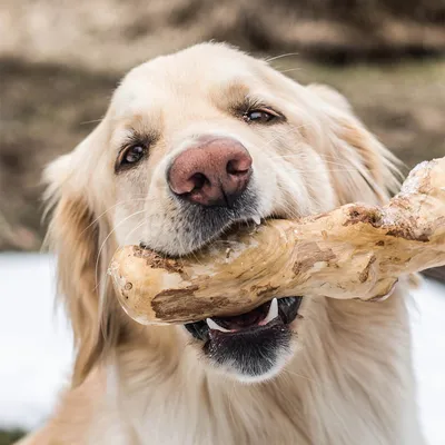 Hund håller ett stort trästycke i munnen. Produkten visar användning av en tuggartikel av trä.