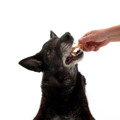 Chien noir recevant une friandise de la main d’une personne, fond blanc. Friandise en forme de bâton visible dans la gueule du chien.