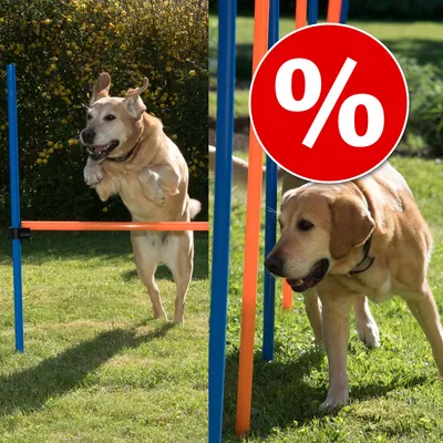 Hund springt über Agility-Hürde im Garten, daneben rotes Prozentzeichen für Rabattaktion sichtbar.