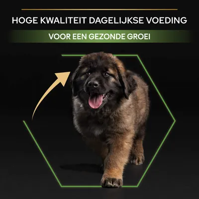 Hoge kwaliteit dagelijkse voeding, voor een gezonde groei. Afbeelding van een puppy met tekst over voedingskwaliteit en groeiondersteuning.