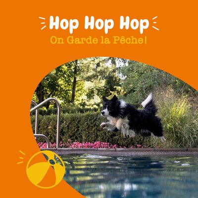 Texte : Hop Hop Hop On Garde la Pêche ! Chien noir et blanc sautant dans une piscine en extérieur, illustration de ballon de plage jaune et orange en bas à gauche.