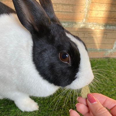 Lapin noir et blanc mange une friandise tenue par une main.